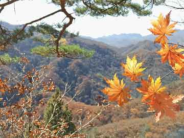 天天干天天日2024，可靠性執(zhí)行方案的構(gòu)建與實(shí)施，合理執(zhí)行審查_專業(yè)版92.33.55